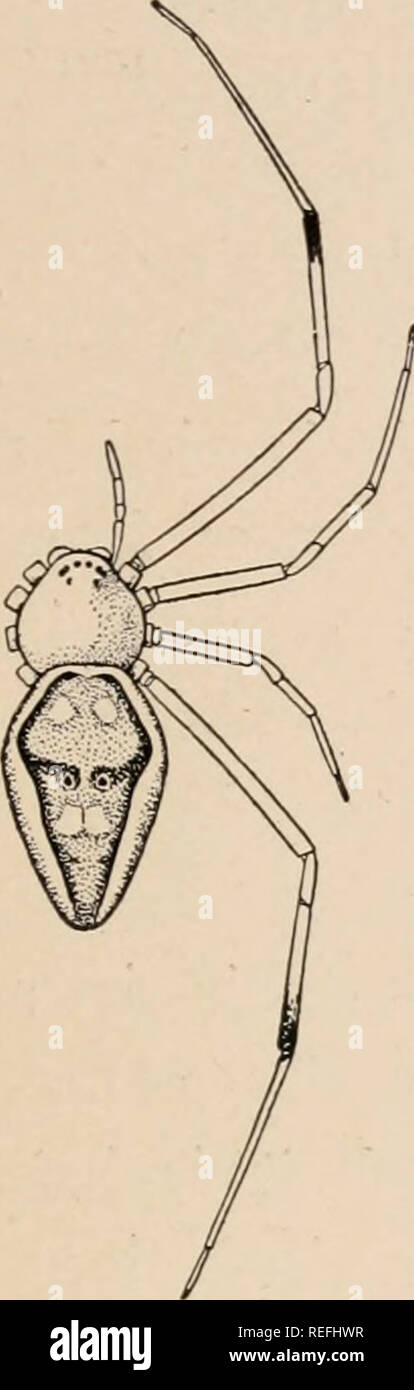. The common spiders of the United States. Spiders -- United States. THE THERIDID^ 127 â 7*J5r Spintharus flavidus. â A sixth to a quarter of an inch long. The cephalothorax is nearly circular, and the head small and narrow like that of Argyrodes, with the hinder middle eyes very far apart. The abdomen is widest across the front third, where it is two- thirds as wide as it is long, and from here it tapers to a blunt point over the spinnerets (fig. 302). On the back the abdomen is flat and marked with white stripes each side, and between them a large pattern in black and red, lighter toward th Stock Photo