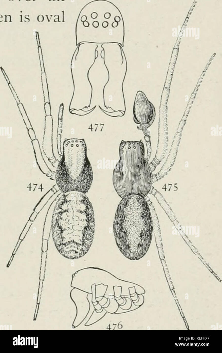 . The common spiders of the United States. Spiders. 476 Figs. 474, 475, 476,477, 478. Dictyna volupis. — 474, female. 475, male. Both enlarged eight times. 476, side of male. 477, front of head of male enlarged sixteen times, show- ing curved mandibles. 478, palpus of male.. Please note that these images are extracted from scanned page images that may have been digitally enhanced for readability - coloration and appearance of these illustrations may not perfectly resemble the original work.. Emerton, J. H. (James Henry), 1847-1930. Boston, London : Ginn &amp; company Stock Photo