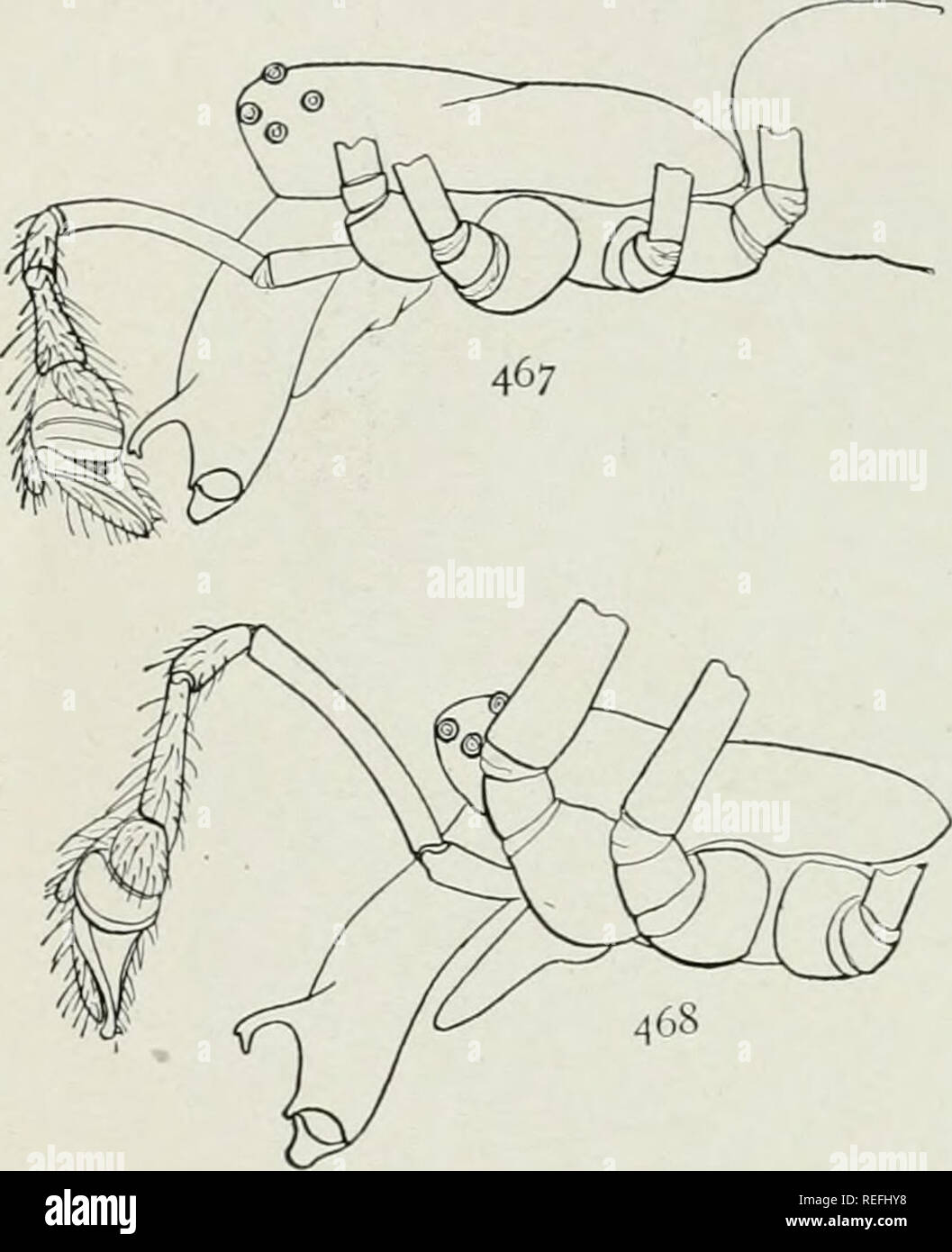 . The common spiders of the United States. Spiders. 204 THE COMMON SPIDERS times as long as the cephalothorax. The first legs are about seven times as long as the cephalothorax. The upper row of eyes is a little curved, so that the lateral pairs of eyes are as far apart as the middle ones (fig. 467). The general color is light yellow. The abdomen is silvery white, with some indistinct gray markings along the middle, and dark stripes on the under side. In the males the mandibles (fig. 467) are short compared with the other species, and are about two-thirds as long as the cephalothorax, and the  Stock Photo
