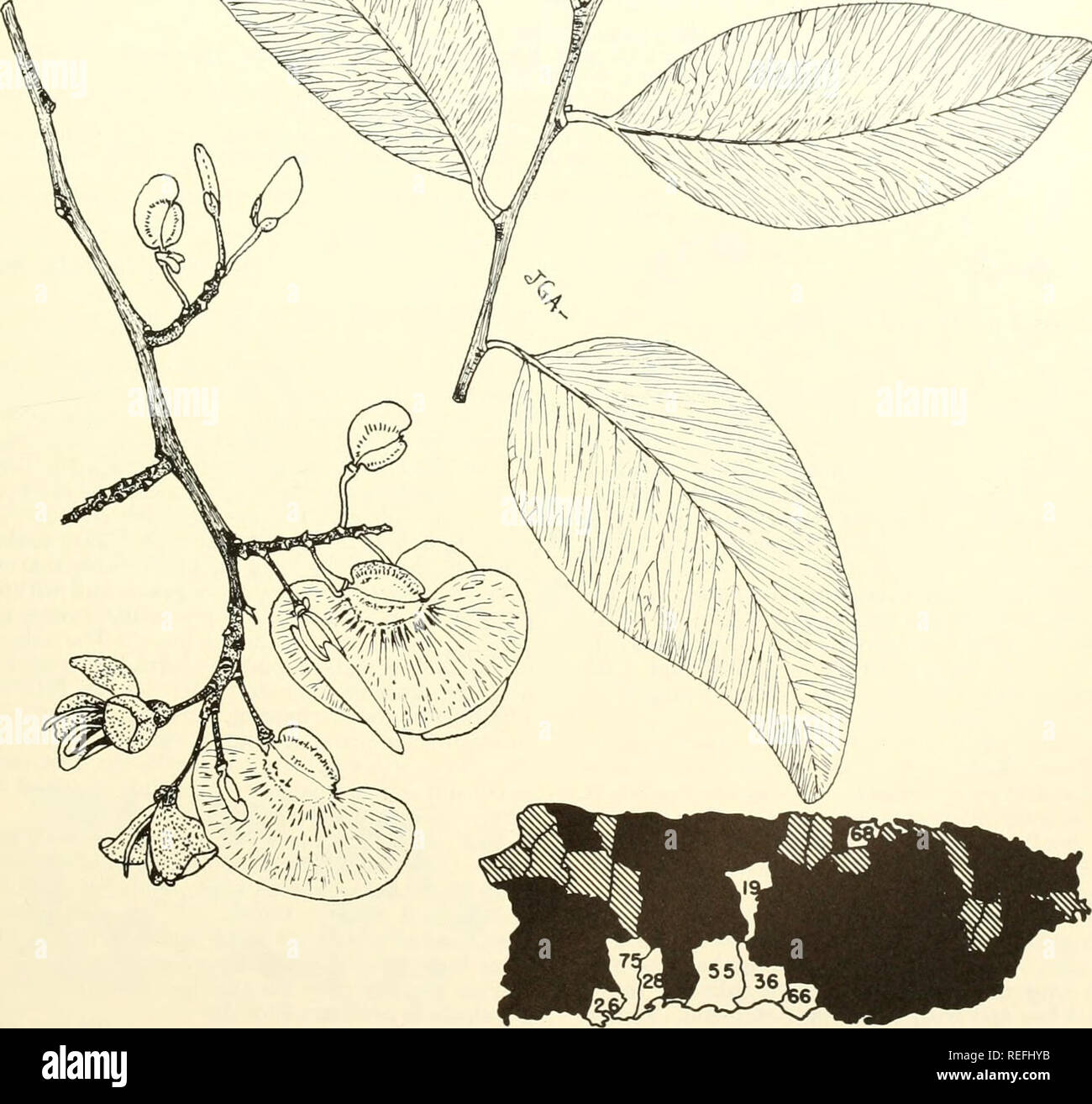 . Common trees of Puerto Rico and the Virgin Islands. Trees -- Puerto ...