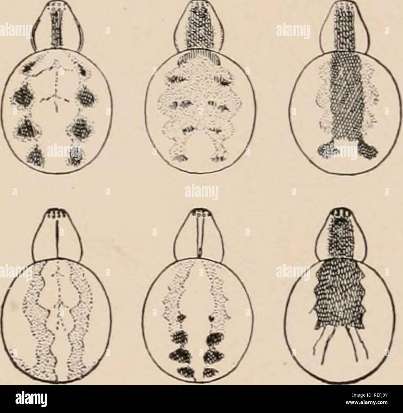 . The common spiders of the United States. Spiders -- United States. 273. Fig. 274. Theridium frondeum.— Varieties of marking, enlarged four times. middle, almost covering the back, and a black stripe of similar width extends backwards on the abdomen for half its length. These black- striped individuals have all the other variations of color and markings. The males have all the colors and spots brighter and the legs longer than the females. The mandibles of the male are longer than those of the female and have at the base, in front, a low conical point. This species is found from the White Mou Stock Photo