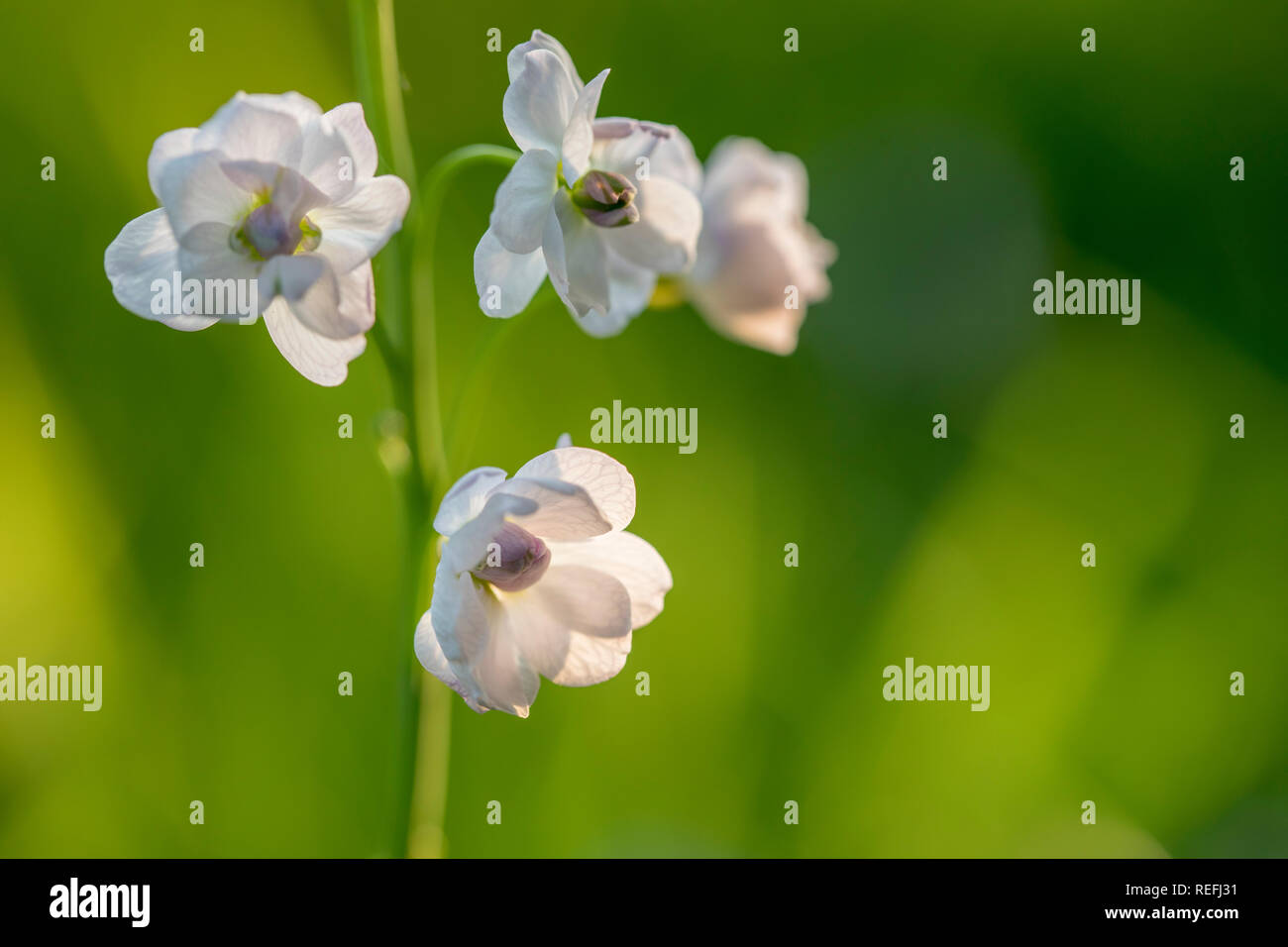 Cuckoo Flower; Cardamine pratensis; Double Flower; UK Stock Photo