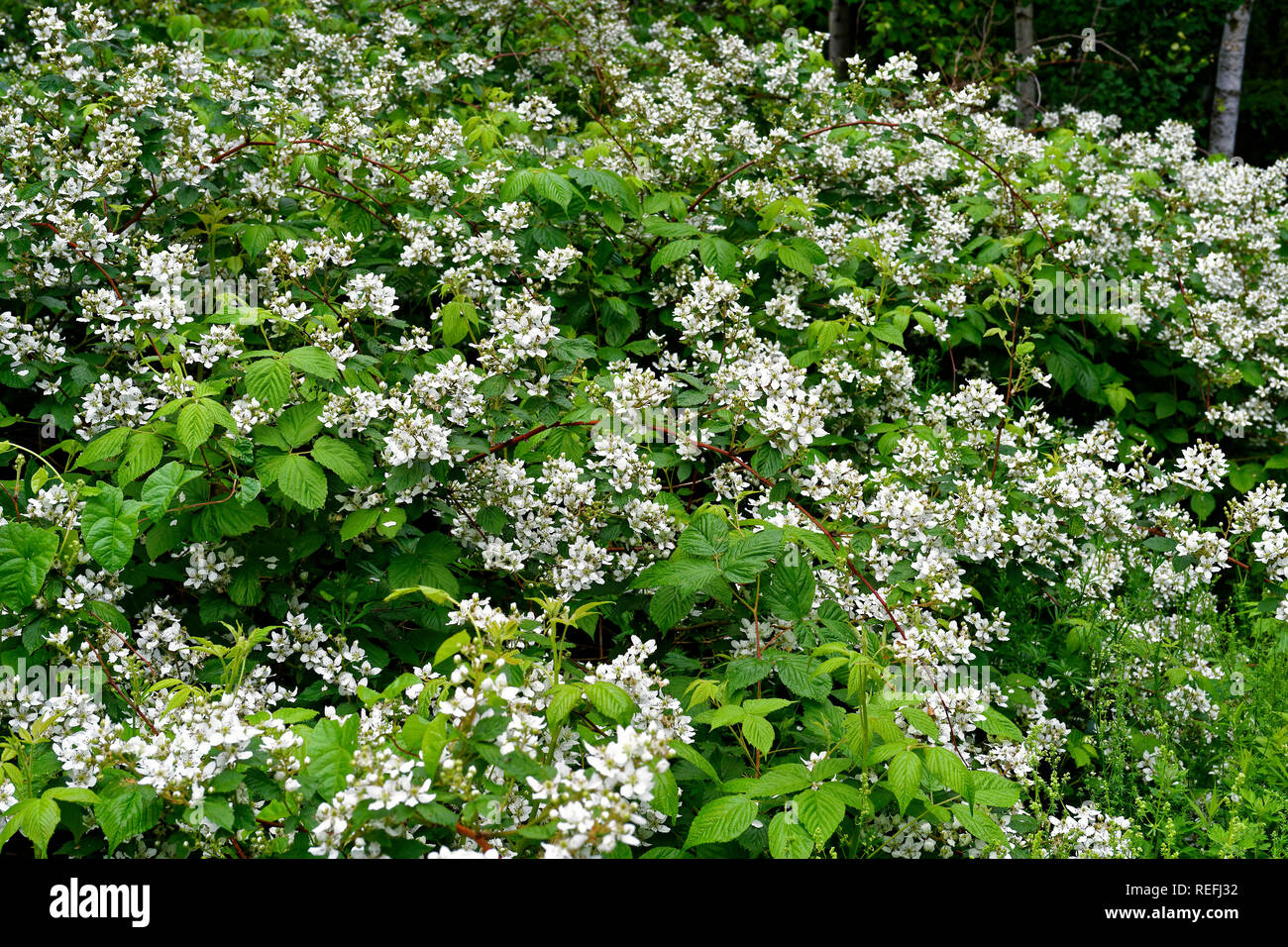 Blackberry plants growing and flowering in the wild Stock Photo Alamy