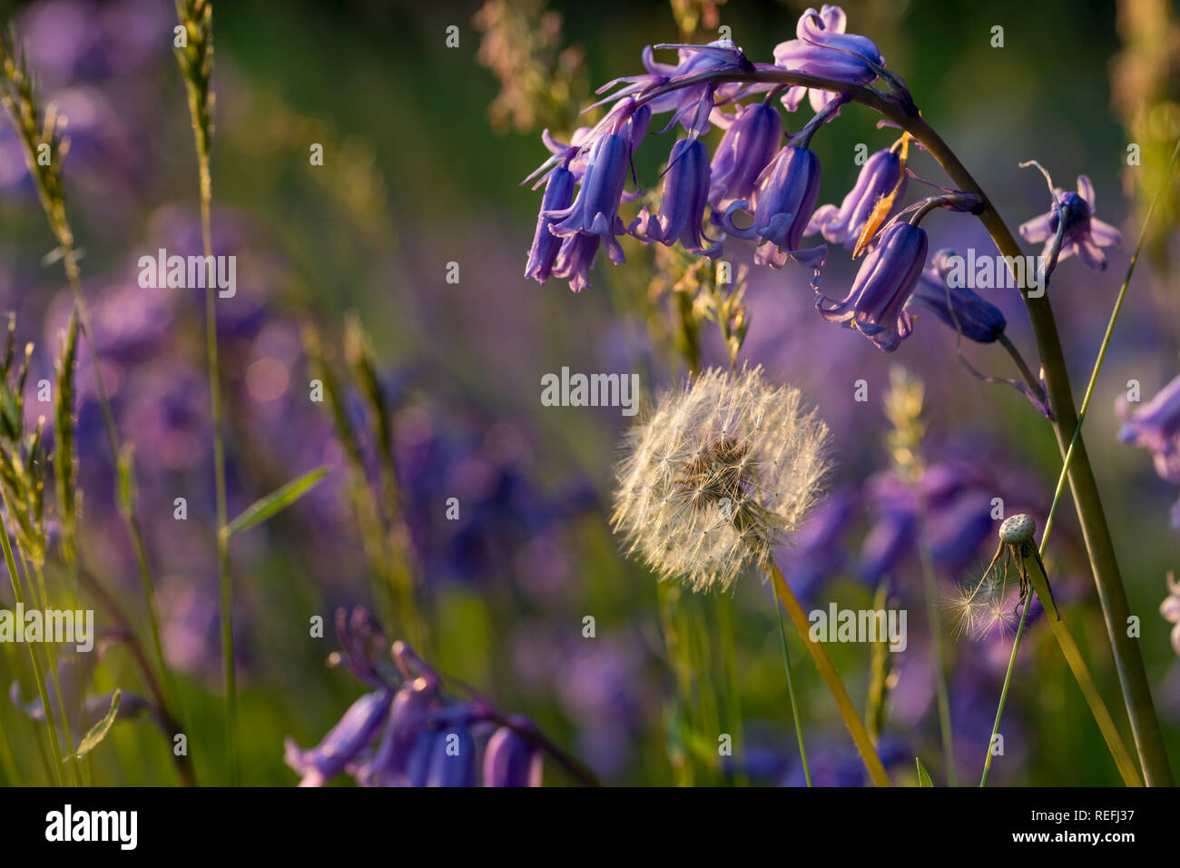 Dandelion Seedhead; Taraxacum officinale; with Bluebells; Cornwall; UK Stock Photo