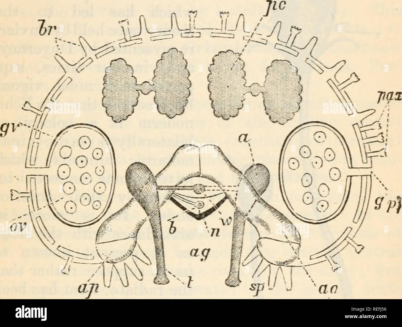 https://c8.alamy.com/comp/REFJ56/comparative-anatomy-and-physiology-chap-iii-echinoderms-61-tube-feet-were-placed-as-the-u-walksquot-or-ambulacra-and-we-may-therefore-speak-of-the-ossicles-or-plates-which-specially-support-and-protect-the-tube-feet-as-the-ambulacral-plates-or-ossicles-accom-panying-the-radial-water-vessel-is-a-nerve-trunk-and-i-23diagram-of-a-cross-section-of-an-avin-of-a-common-starfish-wisterias-rubens-on-the-left-side-the-section-is-suppled-to-pass-between-two-of-the-ambulacra!-ossicles-but-on-the-right-side-through-one-of-them-no-ag-ambulacra!-groove-n-radial-nerve-6-radial-REFJ56.jpg