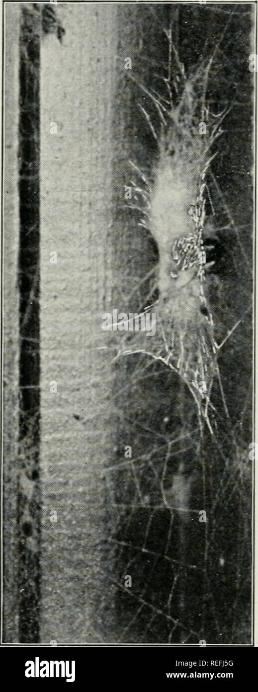 Curved tibia hi-res stock photography and images - Alamy