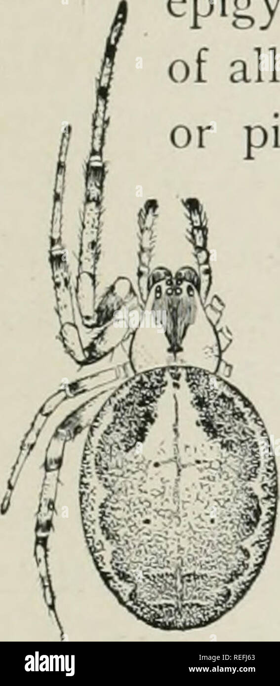 . The common spiders of the United States. Spiders. THE EPEIRID.C 185. Fig. 431. Female Zilla atrica, en- larged four times. underneath. middle pairs than they are from each other. The mandibles are large and thickened in the middle toward the front. The epigynum and the spinnerets are both small. The color of all the species is gray, with sometimes a little yellow or pink in the lighter parts. The cephalothorax has usually, but not always, a dark border at the sides and a middle dark line that widens and becomes lighter toward the eyes. The abdomen has a wide middle stripe like Epeira, scallo Stock Photo