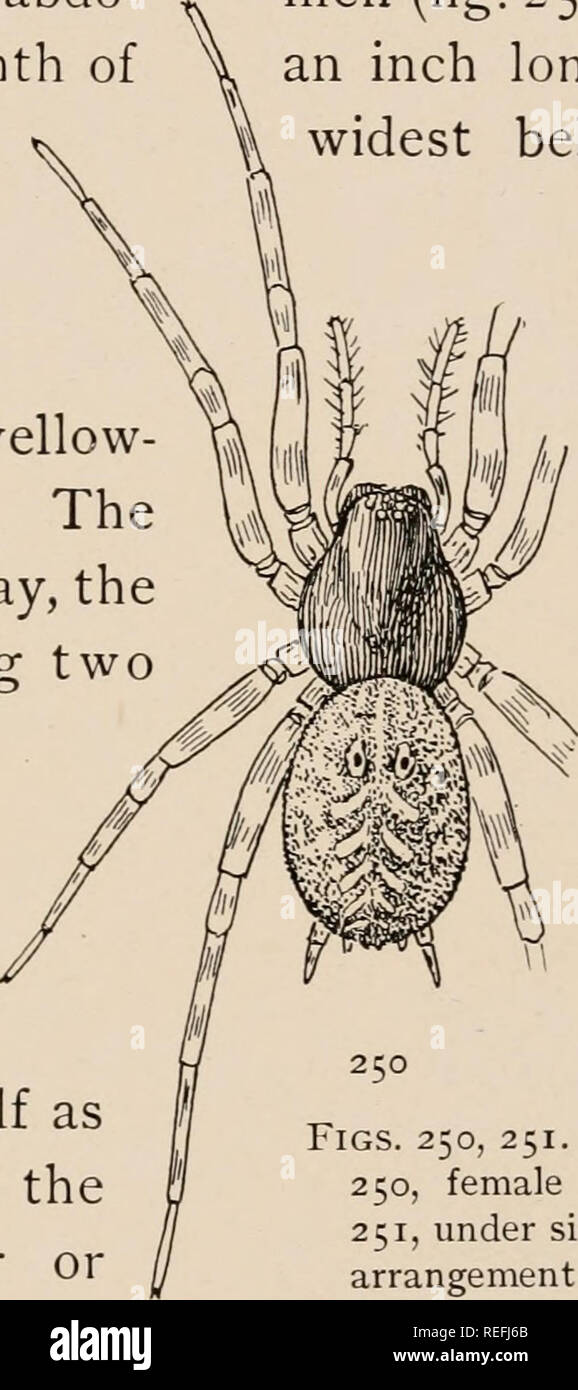 . The common spiders of the United States. Spiders -- United States. THE AGALENID/E 105 and narrow, and the palpal organ large and complicated, with a long fine tube that extends from the base along the outer side and back to the hard appendages in the middle. The epigynum (fig. 247) has a small, transverse, oval opening at the hinder end, in front of which the coils of long tubes can be seen through the skin. In New England Agalenidae PI. VII, fig. 2 is the epigynum of this species and not of Ccslotes longitarsits. Hahnia bimaculata. — The Hahnias resemble Tegenaria, but are much smaller and  Stock Photo