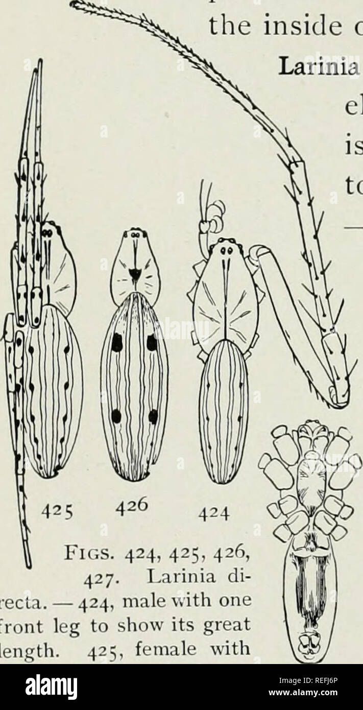 . The common spiders of the United States. Spiders. 182 THE COMMON SPIDERS and sometimes almost black at the sides, on the sternum, and around the spinnerets. The epigynum (fig. 422) has a slender pointed finger reaching halfway to the spinnerets. The male (fig. 423) has the head narrower than the female, and the abdomen as small as the cephalothorax. The legs are longer and more slender, with the metatarsus of the second pair curved inward, and a long forked spine on the inside of the tibia of the same legs. Larinia directa. — This resembles a much elongated Epcirapratensis (p. 167). It is ab Stock Photo