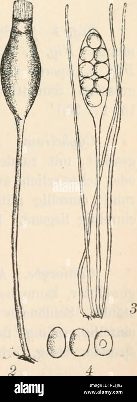 . Dr. L. Rabenhorst's Kryptogamen-Flora von Deutschland, Oesterreich und der Schweiz. Cryptogams -- Germany; Cryptogams -- Austria; Cryptogams -- Switzerland. Fig. 1—4. Caliciopsis stenocyboides. Fig. 1. Ein Stück Föhrenästchen mit dem Pilz in natürlicher Grösse. Fig. 2. Apothecium. Fig. 3. Schlauch mit Paraphysen. Fig. 4. Sporen. (Fig. 2 massig, Fig. 3 u. 4 stark ver- grössert. Alle Originalzeichnungen nach der Natur.). Please note that these images are extracted from scanned page images that may have been digitally enhanced for readability - coloration and appearance of these illustrations m Stock Photo