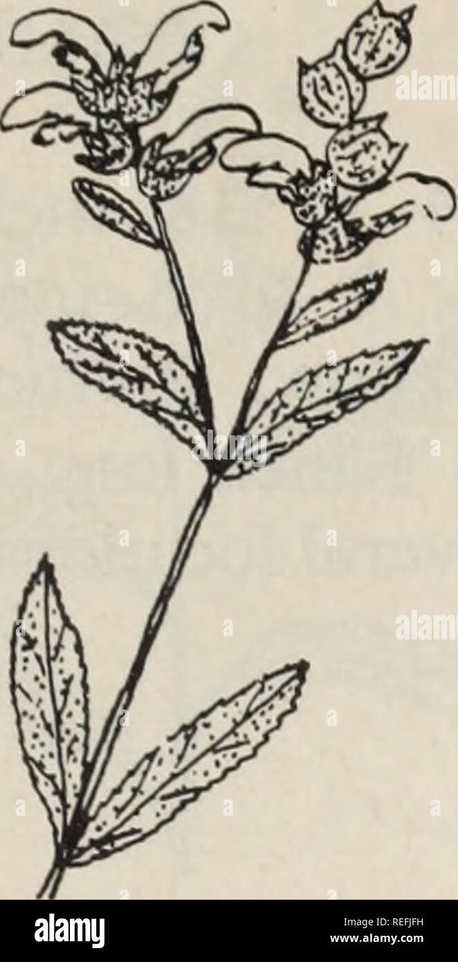 Linear lanceolate hairy leaves hi-res stock photography and images - Alamy