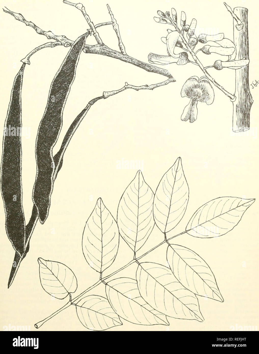 . Common trees of Puerto Rico and the Virgin Islands. Trees -- Puerto Rico; Trees -- Virgin Islands of the United States. 85. Mata-rat6n, mother-of-cocoa Natural size. Oliricidia sepium (Jacq.) Steud. 197. Please note that these images are extracted from scanned page images that may have been digitally enhanced for readability - coloration and appearance of these illustrations may not perfectly resemble the original work.. Little, Elbert Luther, 1907-; Wadsworth, Frank H. (Frank Howard). Washington, D. C. : U. S. Dept. of Agriculture, Forest Service Stock Photo
