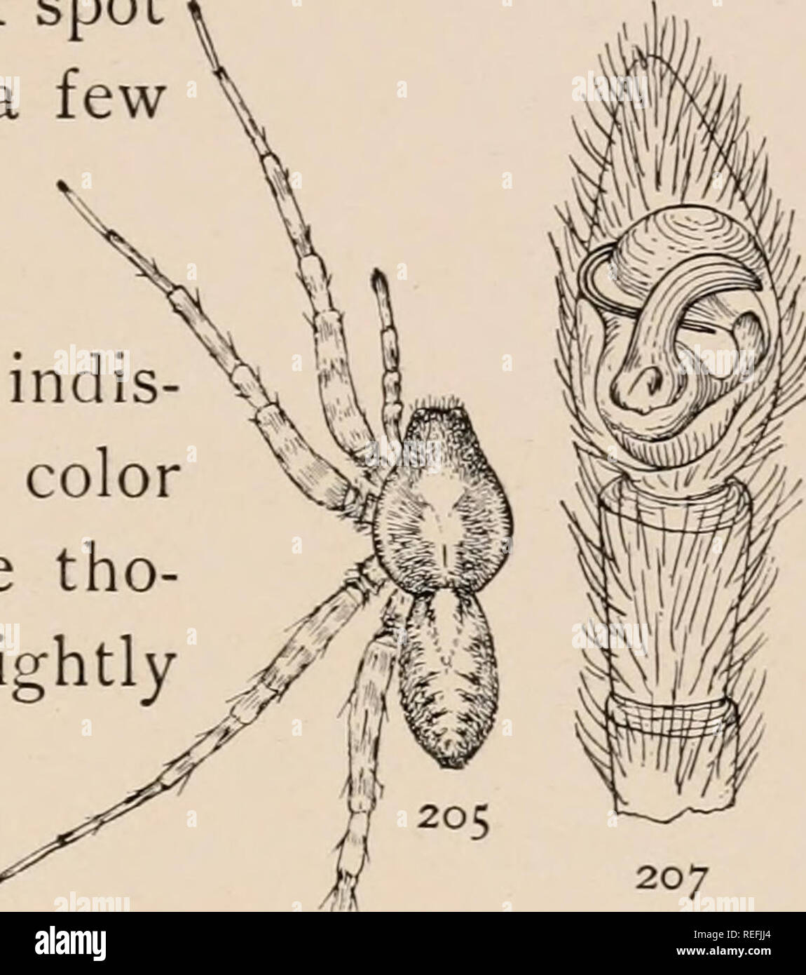 . The common spiders of the United States. Spiders -- United States. THE LYCOSID^ 8 3. behind. In the males (fig. 199) the colors are darker and the dark markings larger. The ends of the palpi are large and covered with black hairs. In one freshly molted young male there was hardly any trace of the spots on the sternum. The male palpi were dark gray with black hairs, except the tarsus, which was light colored, with a dark spot in the middle and a black hairs. The markings of the abdomen were very in tinct, and the light color brownish, while the tho- rax and legs are slightly green. The first  Stock Photo