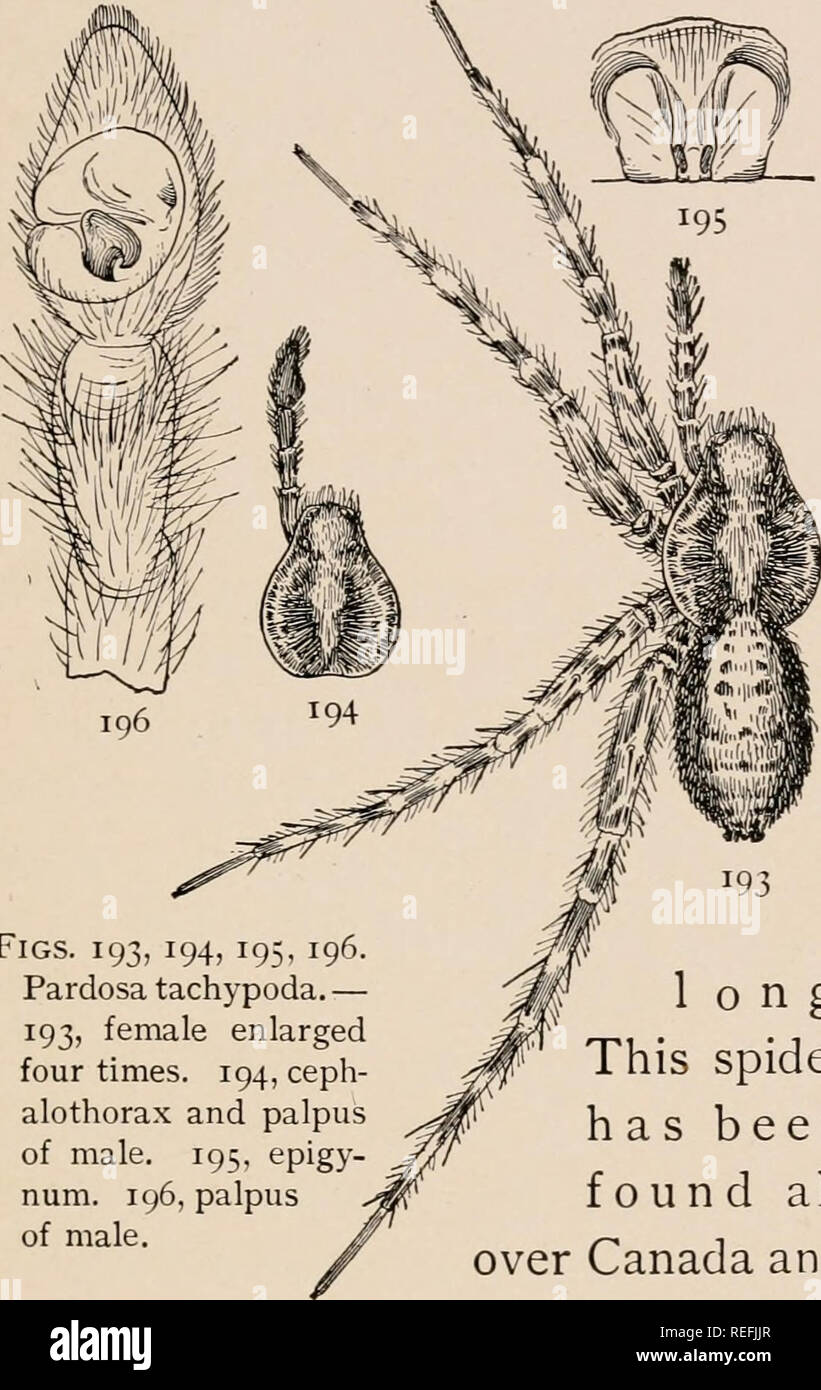 . The common spiders of the United States. Spiders -- United States. THE LYCOSID^ 81 can best be understood from the figure. The epigynum varies, but distinguishes this species plainly from greenlandica (fig. 190), with which it is likely to be associated. The male palpi are large and black at the ends, the tarsus oval and pointed, and the tibia short and as thick as. Figs. 193, 194, 195, 196. Pardosa tachypoda. — 193, female enlarged four times. 194, ceph- alothorax and palpus of male. 195, epigy- num. 196, palpus of male. long. This spider has been found all over Canada and as far north as G Stock Photo