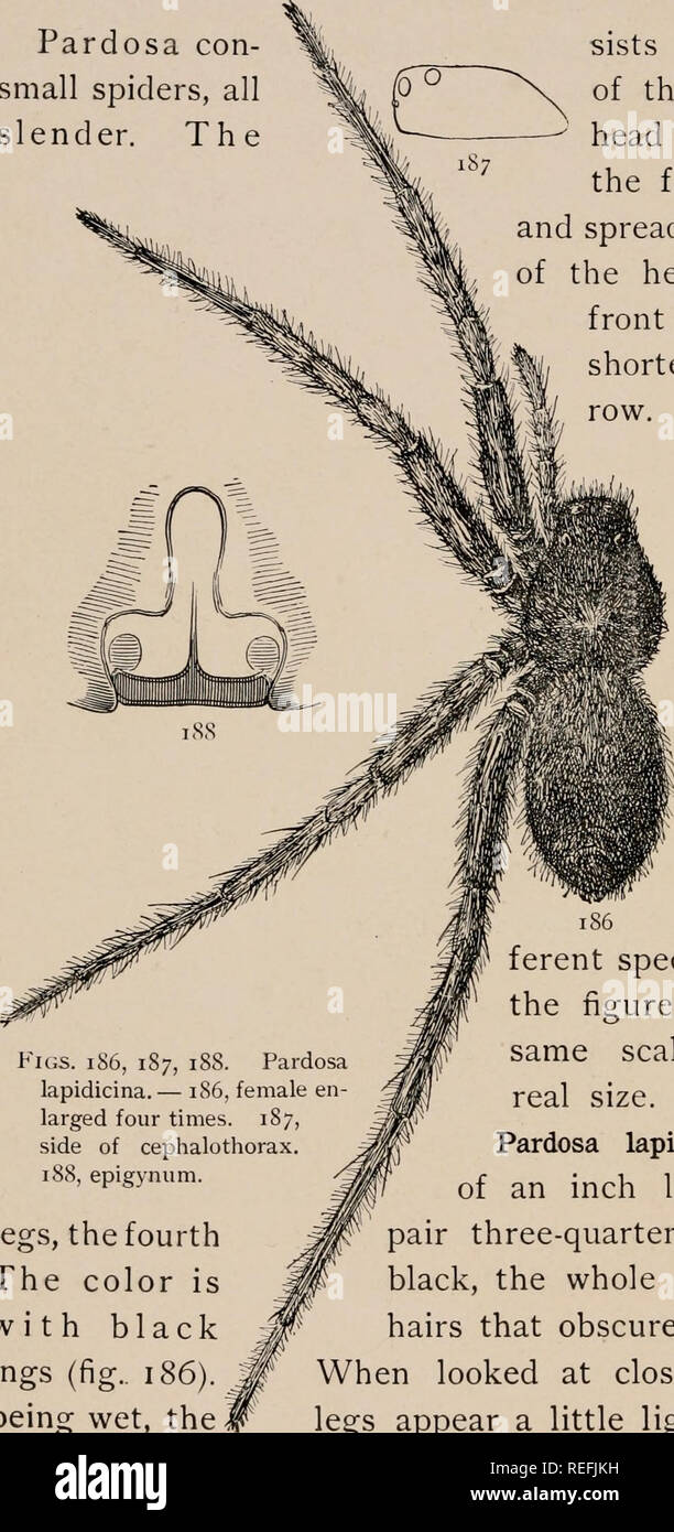 . The common spiders of the United States. Spiders -- United States. 78 THE COMMON SPIDERS Pardosa con- small spiders, all slender. The Figs. 186, 187, 188. Pardosa lapidicina. — 186, female en- larged four times. 187, side of cephalothorax. 188, epigynum. legs, the fourth The color is with black ings (fig.. 186). being wet, the E GENUS PARDOSA sists of comparatively of them long legged and head is high in front, and the four upper eyes large and spread over the whole front of the head (fig. 200). The front row of eyes is plainly shorter than the second row. The colors are gener- ally dark, of Stock Photo