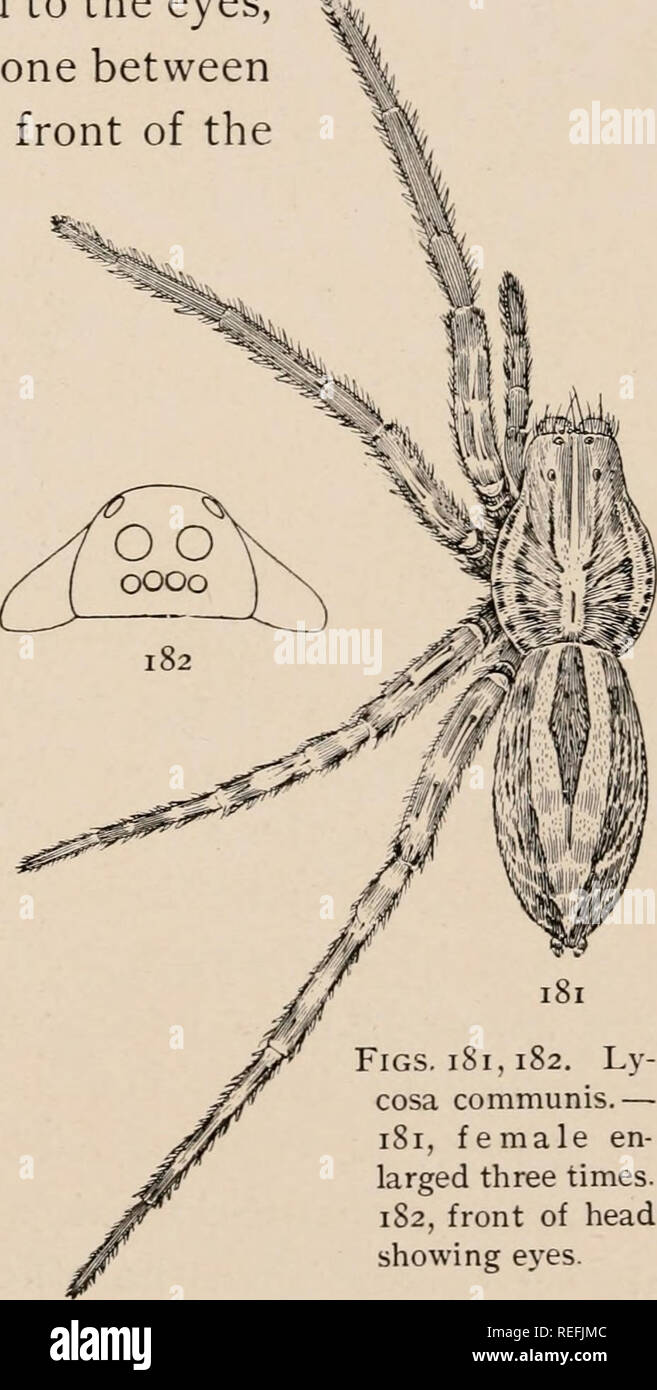 . The common spiders of the United States. Spiders -- United States. middle. The sides are darkest toward the front end, where there are two black spots. The under side is lighter than the back. The epigynum (fig. 180) differs from that of the related species, having the middle lobe narrow in front and wide and triangular at the end. Lycosa communis. — This is a common spider in pastures, running in grass or hiding under stones. It varies in color from light gray to almost black, but the markings are almost always the same and distinct. On the thorax there is a middle stripe ex- tending forwar Stock Photo