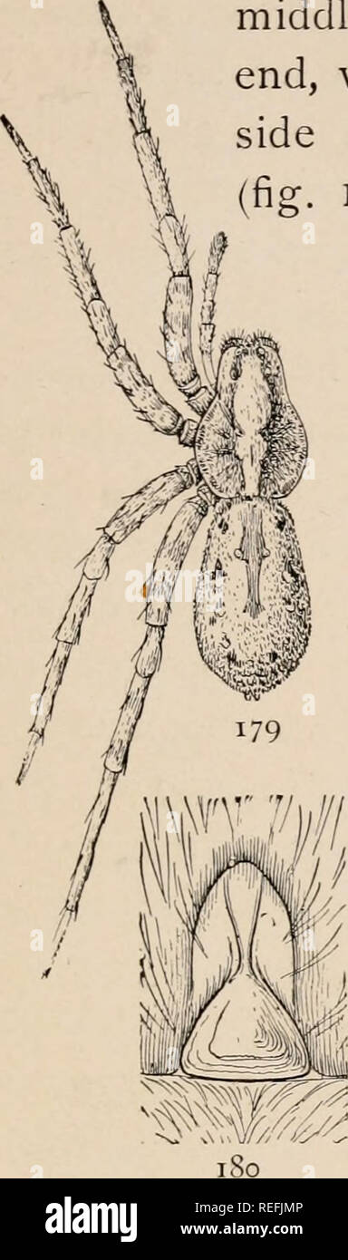 . The common spiders of the United States. Spiders -- United States. THE LYCOSIDjE 75. middle. The sides are darkest toward the front end, where there are two black spots. The under side is lighter than the back. The epigynum (fig. 180) differs from that of the related species, having the middle lobe narrow in front and wide and triangular at the end. Lycosa communis. — This is a common spider in pastures, running in grass or hiding under stones. It varies in color from light gray to almost black, but the markings are almost always the same and distinct. On the thorax there is a middle stripe  Stock Photo