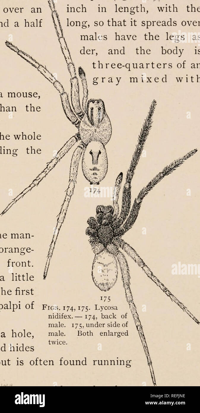 The common spiders of the United States. Spiders -- United States