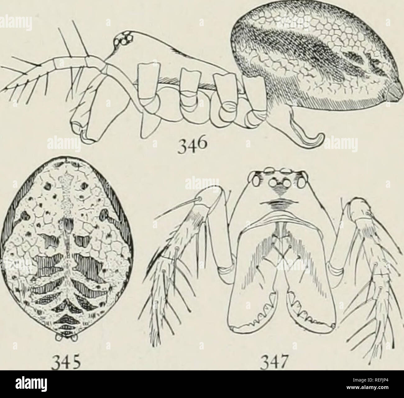 . The common spiders of the United States. Spiders. light with dark mark- ings, as in nebulosa. The legs are light brownish yellow, with dark rings on the ends and middle of the femora and tibiae. The epigynum is folded twice, as in nebu- losa (fig. 343). The male palpi (fig. 344) have a general resemblance to those of nebulosa, but there are some distinct differences. The tarsal hook is very large and has a longer and narrower point than nebulosa. The tarsus has on the outer side near the base a conical point roughened with short ridges. This is more prominent in this species than in nebulosa Stock Photo