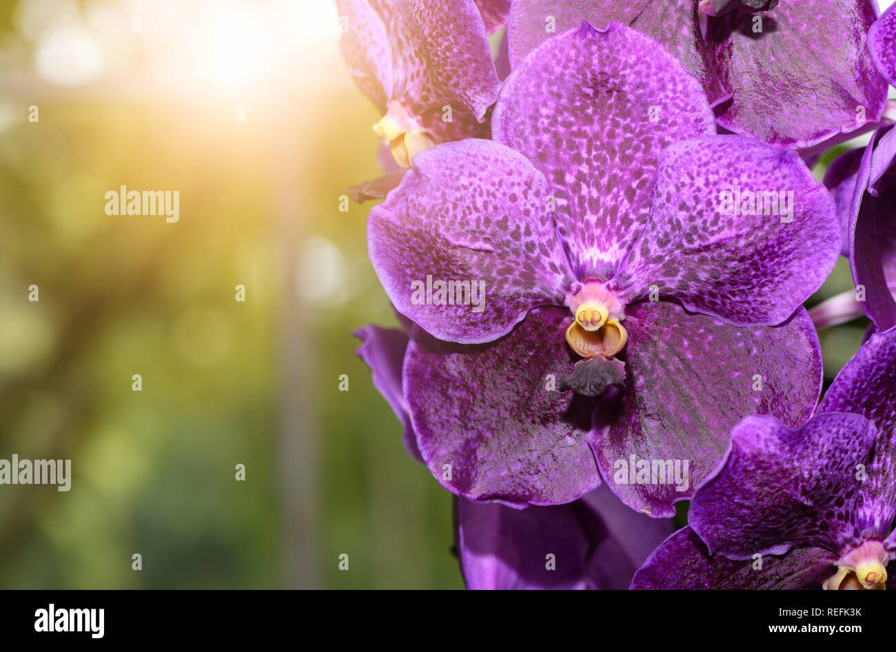Purple vanda orchid flower with sunlight, flower background Stock Photo