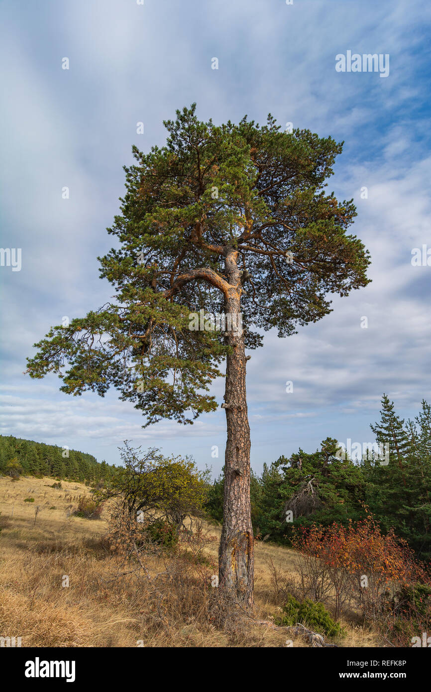 Pinus heldreichii tree in Pirin mountain, Bulgaria Stock Photo