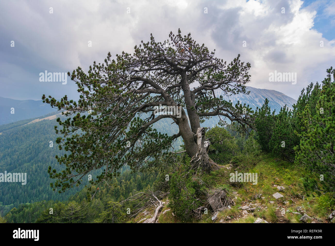 Pinus heldreichii tree in Pirin mountain, Bulgaria Stock Photo
