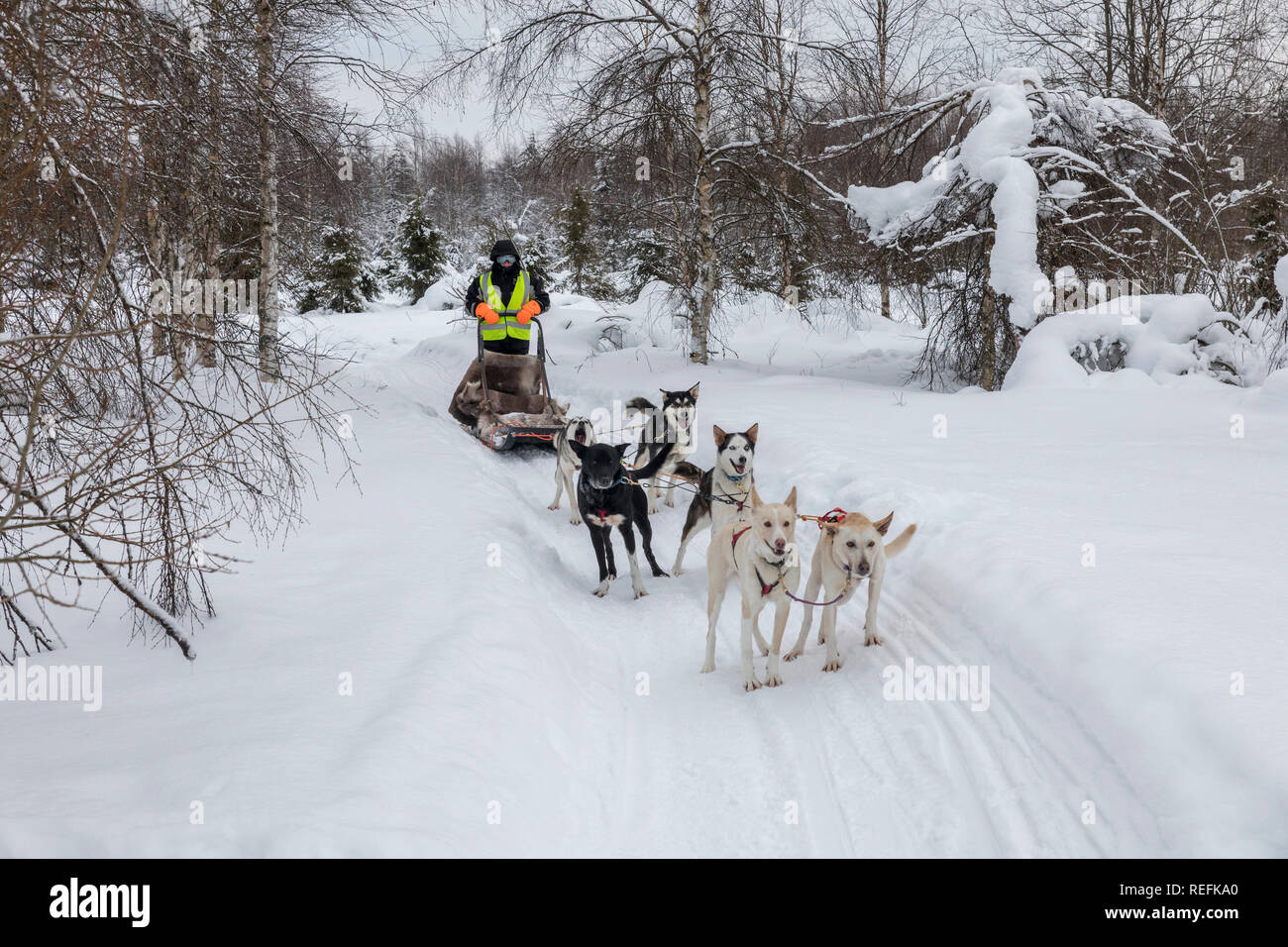 Sled and Husky Team; Finland Stock Photo