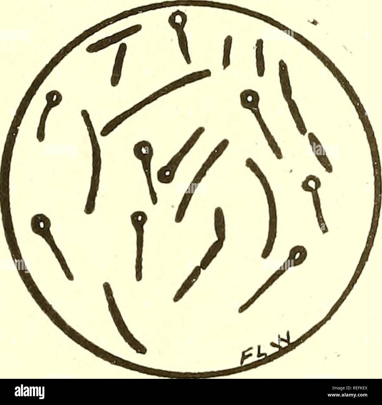 common-diseases-of-farm-animals-veterinary-medicine-306-infectious