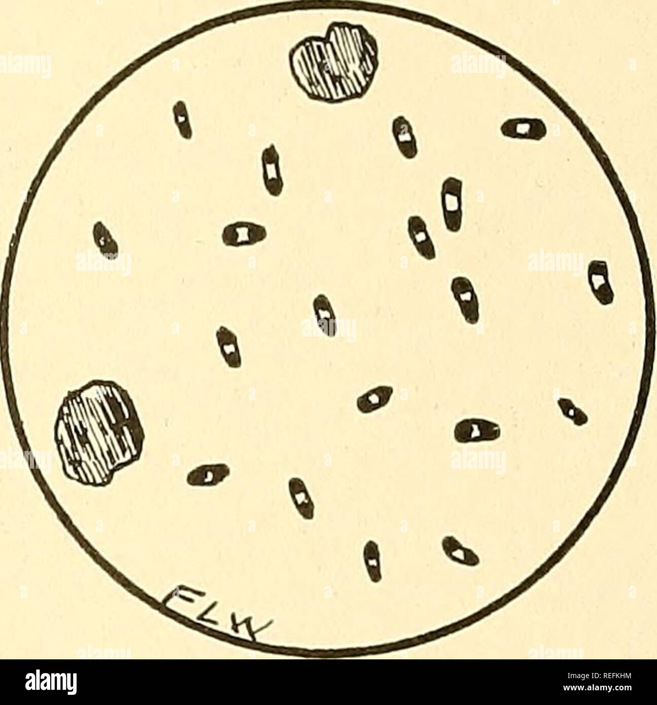 common-diseases-of-farm-animals-veterinary-medicine-infectious