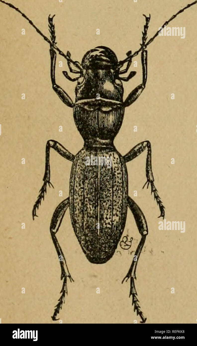 . Common injurious insects of Kansas. Insect pests; Insects