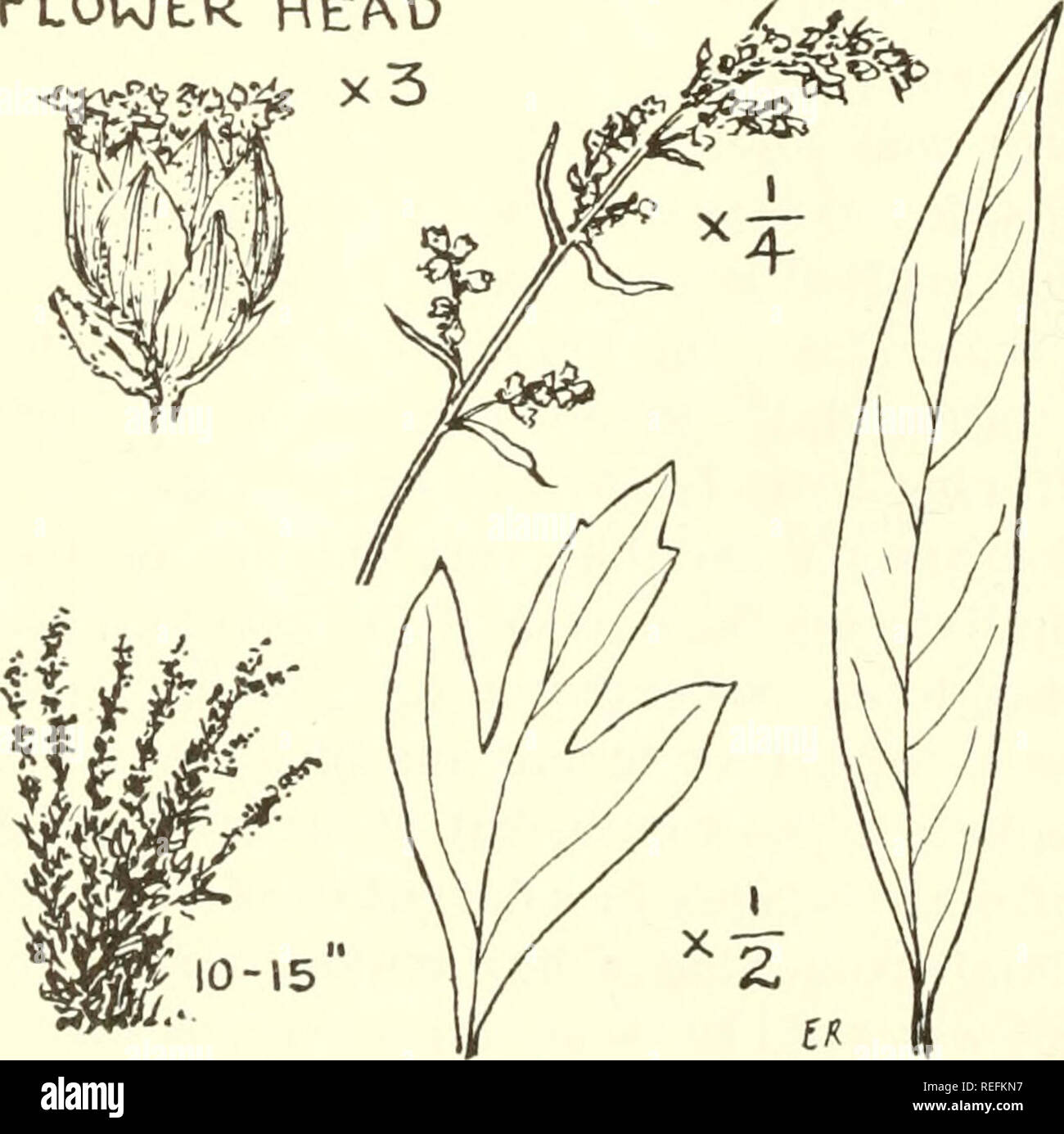 . Common edible and useful plants of the West. Plants, Edible -- West (U. S. ); Botany, Economic; Botany -- West (U. S. ). H-56. WESTERN MUGWORT, FLOWER HEAD x3 Sage MCF Grass Oak Most States W. Can.. Artemisia ludoviciana. Slen- der to moderately stout herb, l'-5' tall; small, yellow to purplish and hairy flowers, in dense spikes; numerous leaves are densely white woolly; generally in shady spots. Dioscorides says: &quot;Dissolves gallstones. Juice made with myrrh works with same effect as do the roots; also being made up with axungia (hog or goose grease) into an ointment, takes away wens an Stock Photo