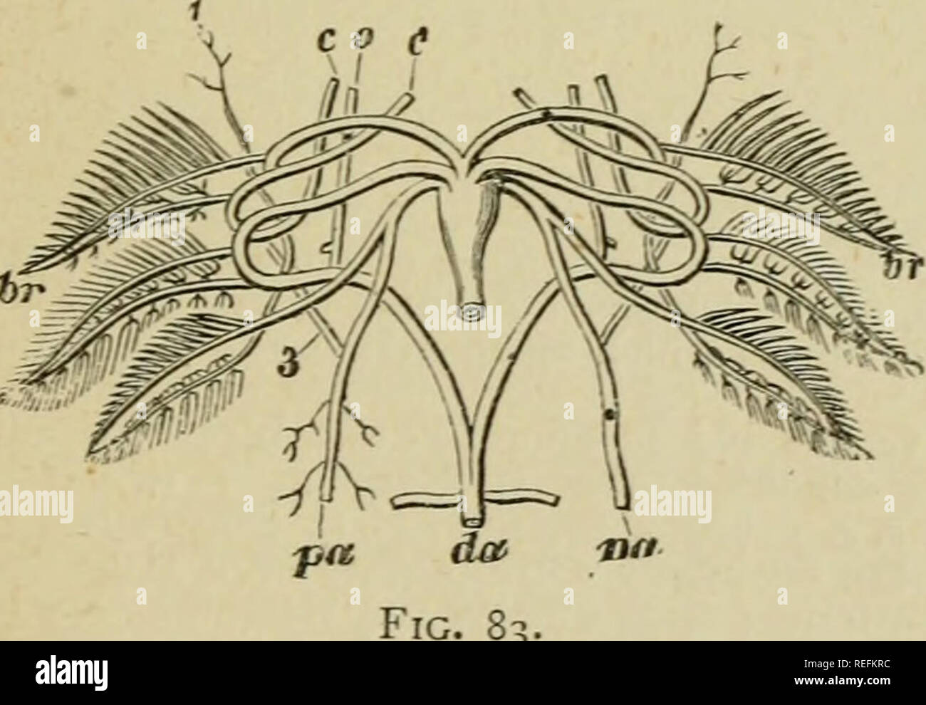 . The common frog. Frogs. Fig. 82.—The Circulation of a 'ladpole in its