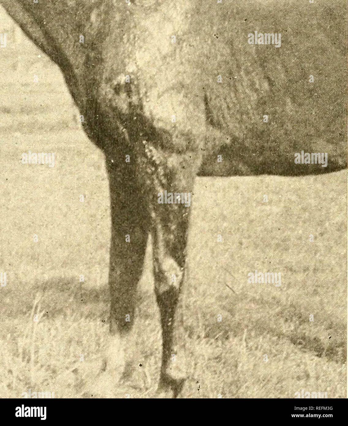 common-diseases-of-farm-animals-veterinary-medicine-fiq-60