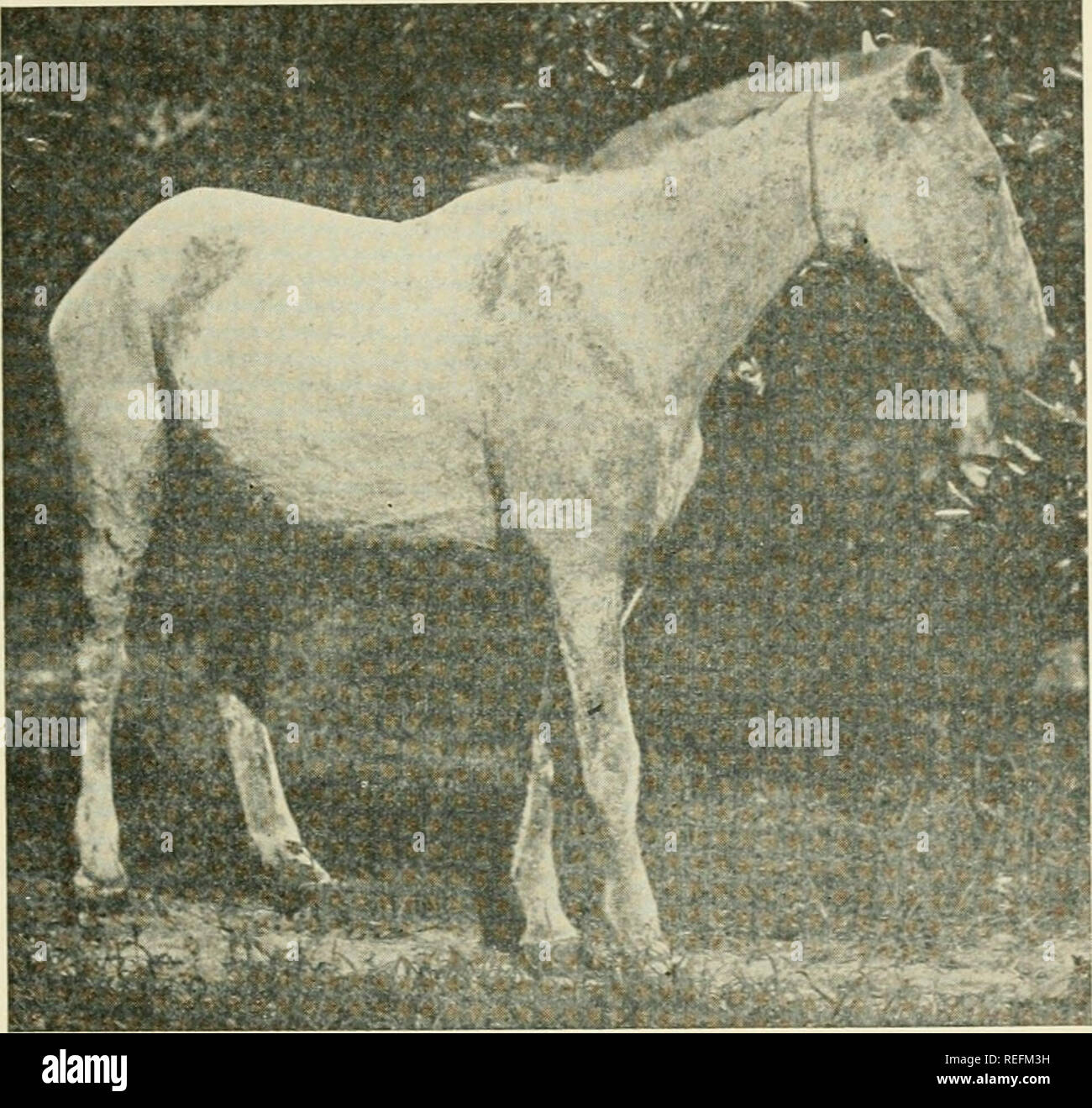 common-diseases-of-farm-animals-veterinary-medicine-parasitic