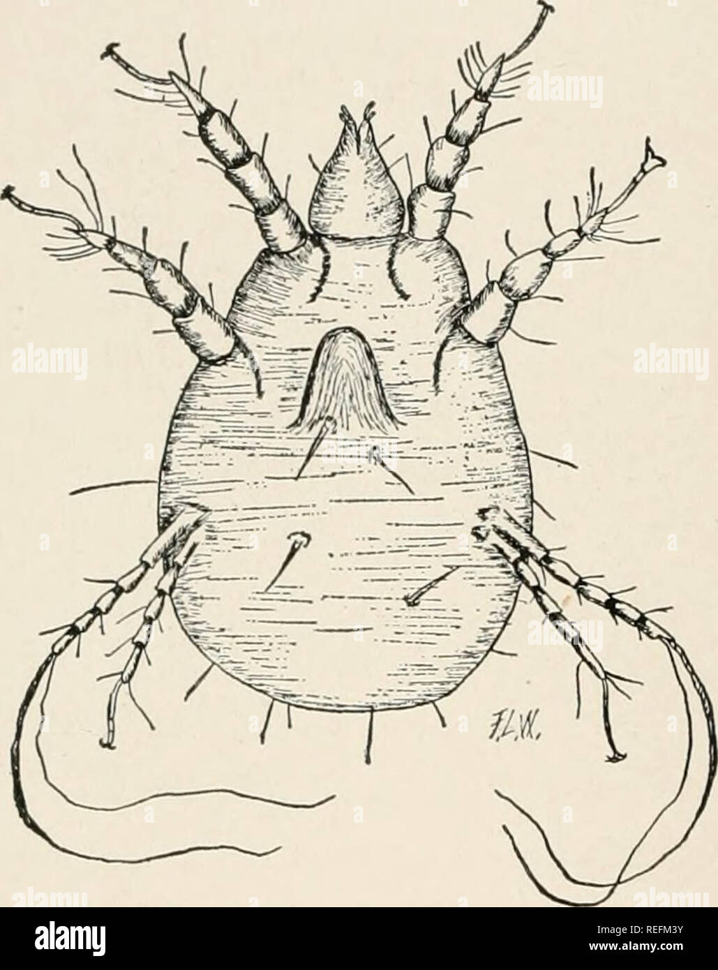 . Common diseases of farm animals. Veterinary medicine. 242 PARASITIC DISEASES than tick, as its entire life is spent on the body of a sheep. The general color of the body is brown. The legs are stout, covered with hair and armed with hooks at their extremities. The mouth parts consist of a tubular, toothed proboscis with which the para- site punctures the skin and sucks the blood. Within a few hours after birth, the larvae develop into pupip, which are hard, dark bro'wn in color and firmly glued to the wool. The young louse- fly emerges from the pupa in from three to four weeks. The sheep-tic Stock Photo
