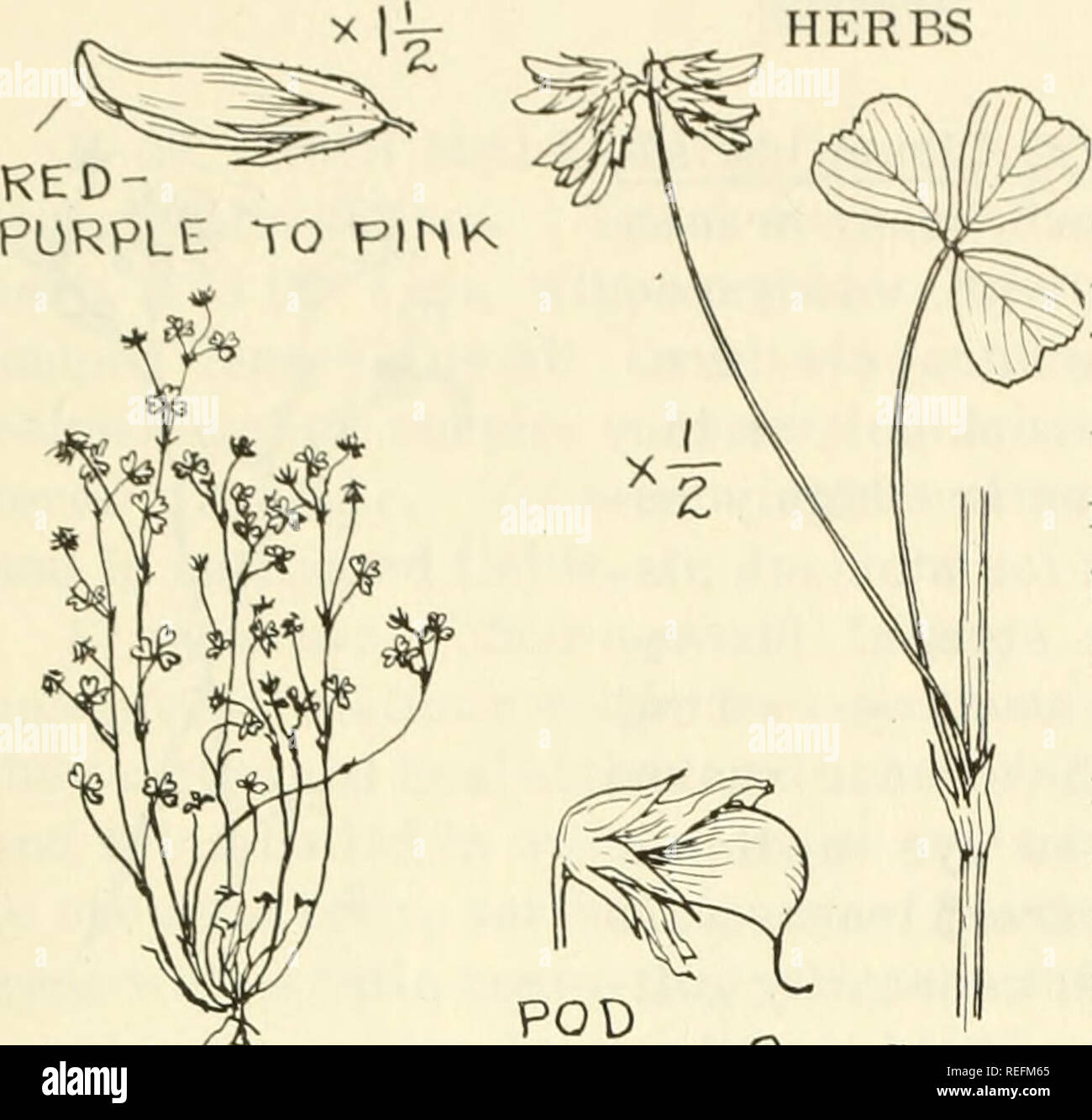 . Common edible and useful plants of the West. Plants, Edible -- West (U. S. ); Botany, Economic; Botany -- West (U. S. ). HERBS 43 H-21. WILD CLOVER, Trilolium sp. (T. graci- lentum, Pinpoint Clover, illustrated). Small herbs with typical 3 leaflets and flowers yellow, white or purple in heads or short spikes; stamen2-grouped. In Scotland, bread was made from the White Clov- er (To repens), and the pioneers made clover tea, brewing dried flower 5'1-2q'&quot; ^J x2. £/^ heads. Indians ate it raw or steamed and the steamed plant was dried for winter use. White clover was not cooked, but eaten r Stock Photo