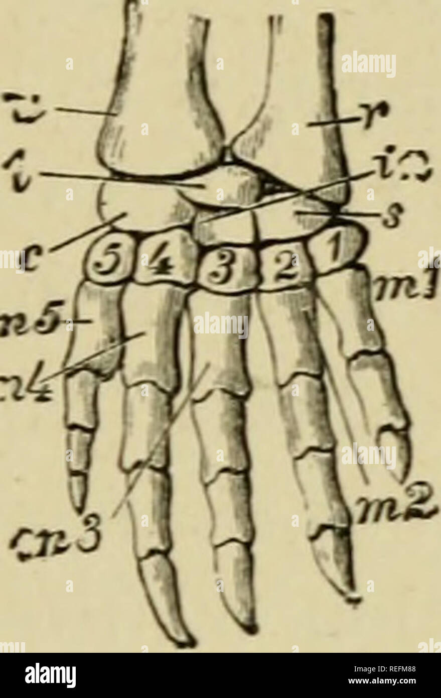 . The common frog. Frogs. VI.] THE COMMON FROG. 85 joints than three