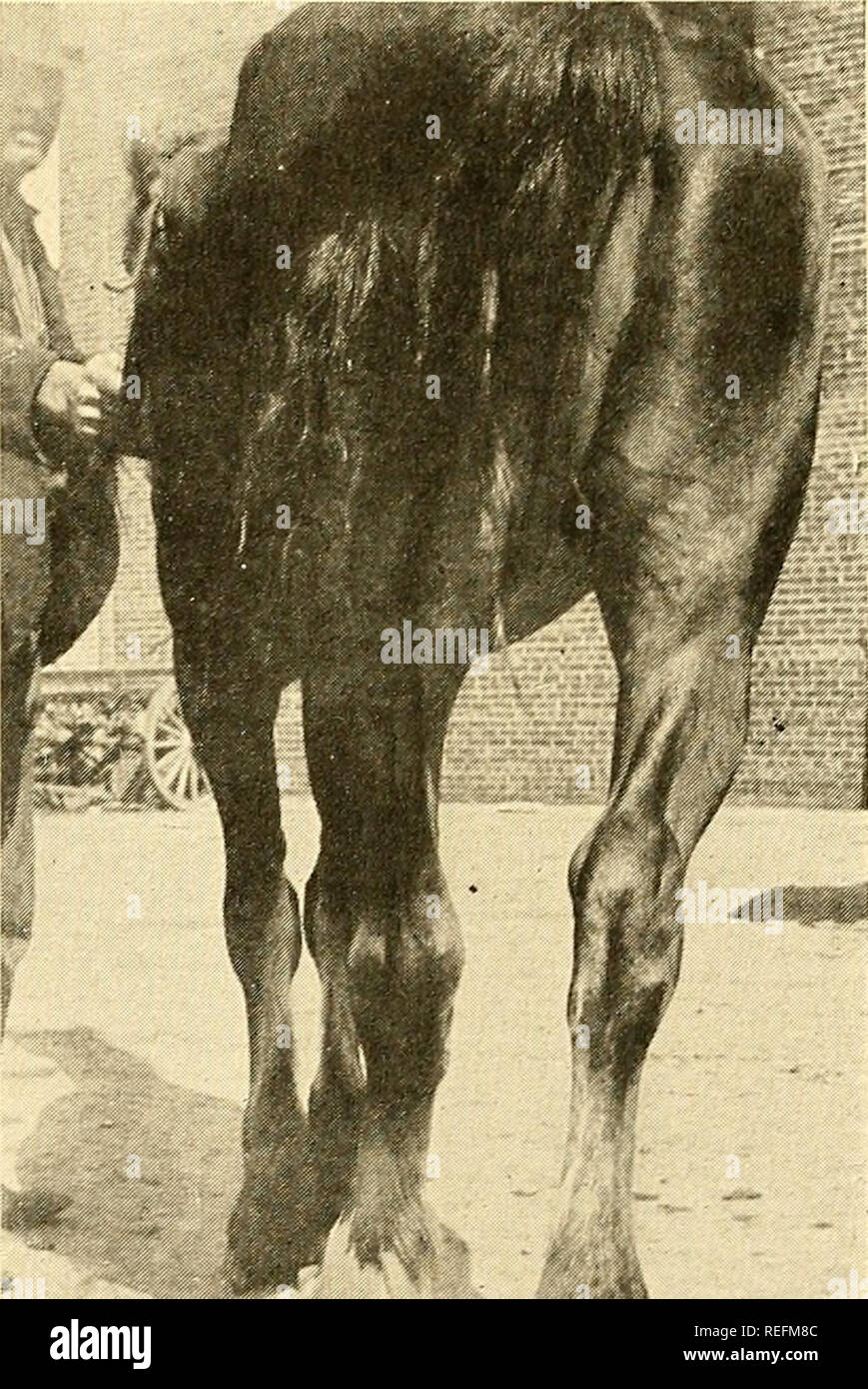 common-diseases-of-farm-animals-veterinary-medicine-diseases-of-the