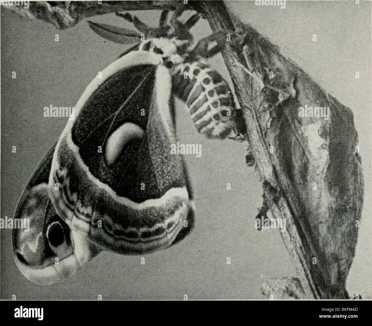 . Common Illinois insects and why they are interesting. Insects