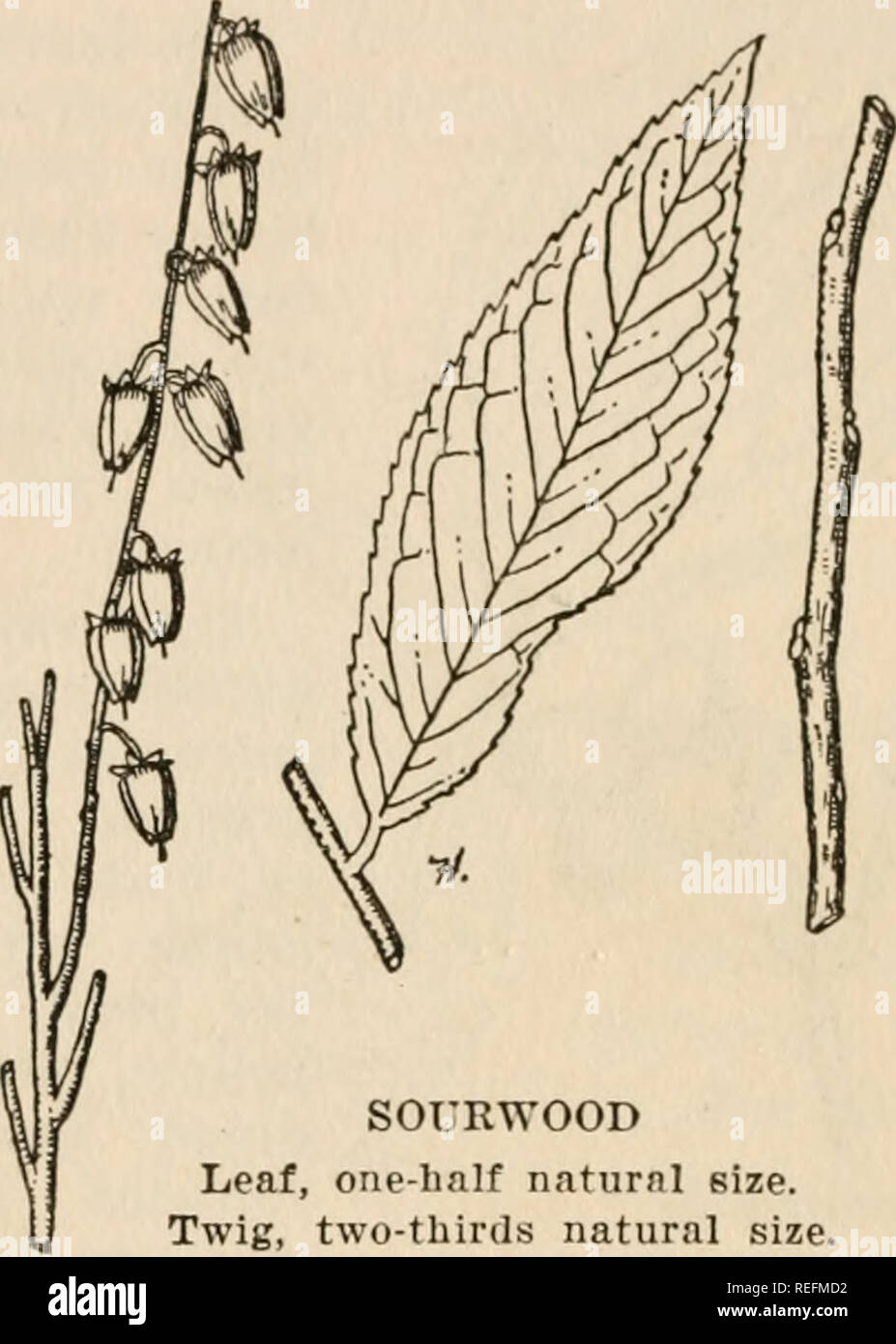 . Common forest trees of North Carolina : how to know them; a pocket manual. Trees -- North Carolina; Trees. ^&gt;-m=&gt;&lt;^' SOURWOOD {Oxydcndrum arhorcum DC.) THE sourwood is found scattered throughout the State on both rich and poor soil, but is least abundant in the low alluvial parts of the State. It is a tree of small dimensions, 8 to 12 inches in diame- ter and 30 to 40 feet high, rarely larger. The bark is thin, light gray and divided into nar- row shallow ridges. On the strong, straight, first- year shoots it is often a bright red.. SOURWOOD Leaf, one-lmlf naturni size. Twig, two-th Stock Photo
