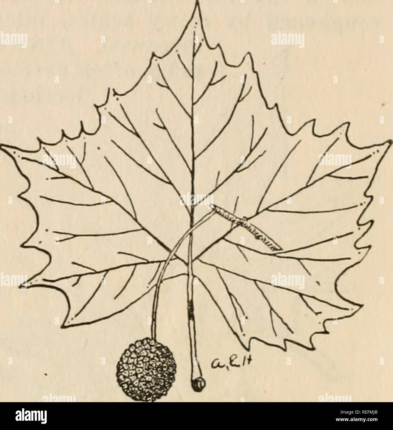 My Image 34