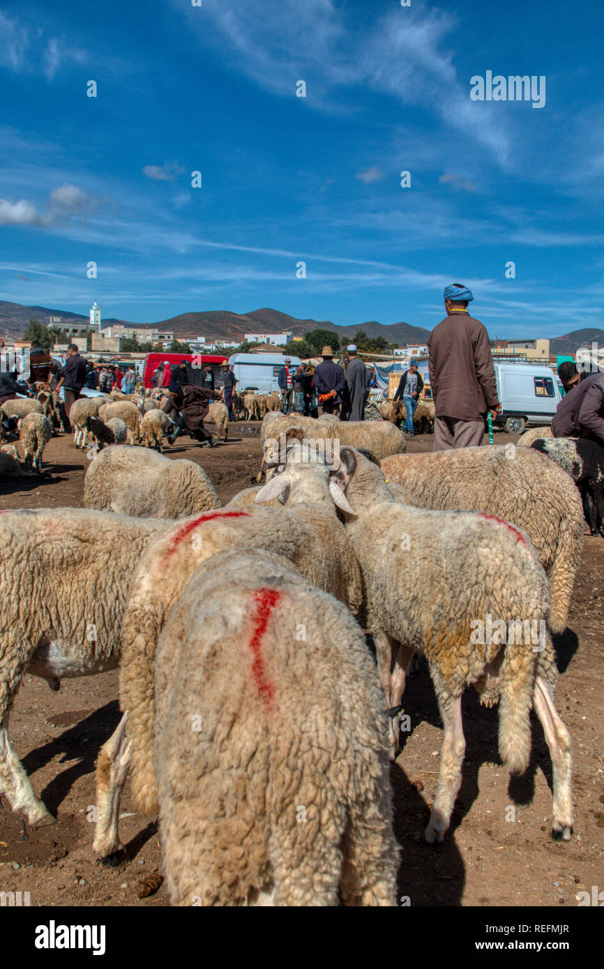 Oued Laou, Chefchaouen, Morocco - November 03, 2018: Sheep and rams put on sale at the outdoor market that is installed every Saturday Stock Photo