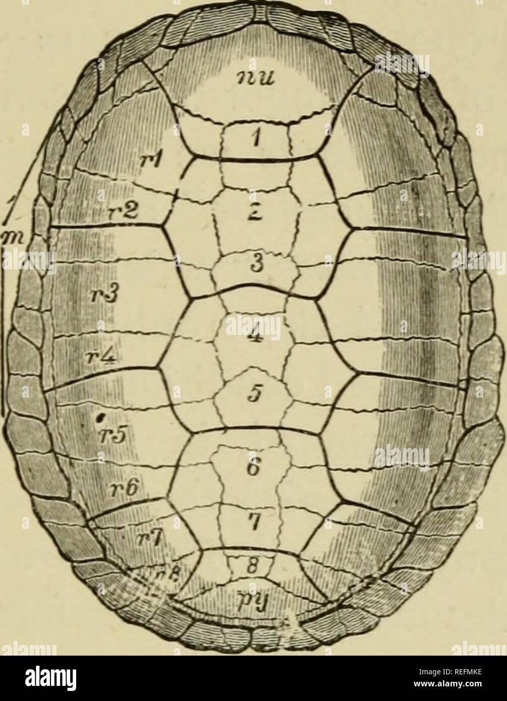 . The common frog. Frogs. VI. THE COMMON FROG. 6i appendages. Now both layers of the skin of the common Frog are entirely soft and utterly destitute. f'lG. 26.—Dorsal surface of the Carapace of a Fresh-water Tortoise (Emys). 1—^ expanded neutral spines ; r^—rS, expanded ribs ; nu, first median (or nuchaJ) plate ; Py, last median (or pygal) plate ; m, marginal scutes. The dark lines indicate the limits of the plates of the homy epidermal lortoise-shell; the thiu sutures indicate the lines at the junction of the bony scutes.. Please note that these images are extracted from scanned page images t Stock Photo
