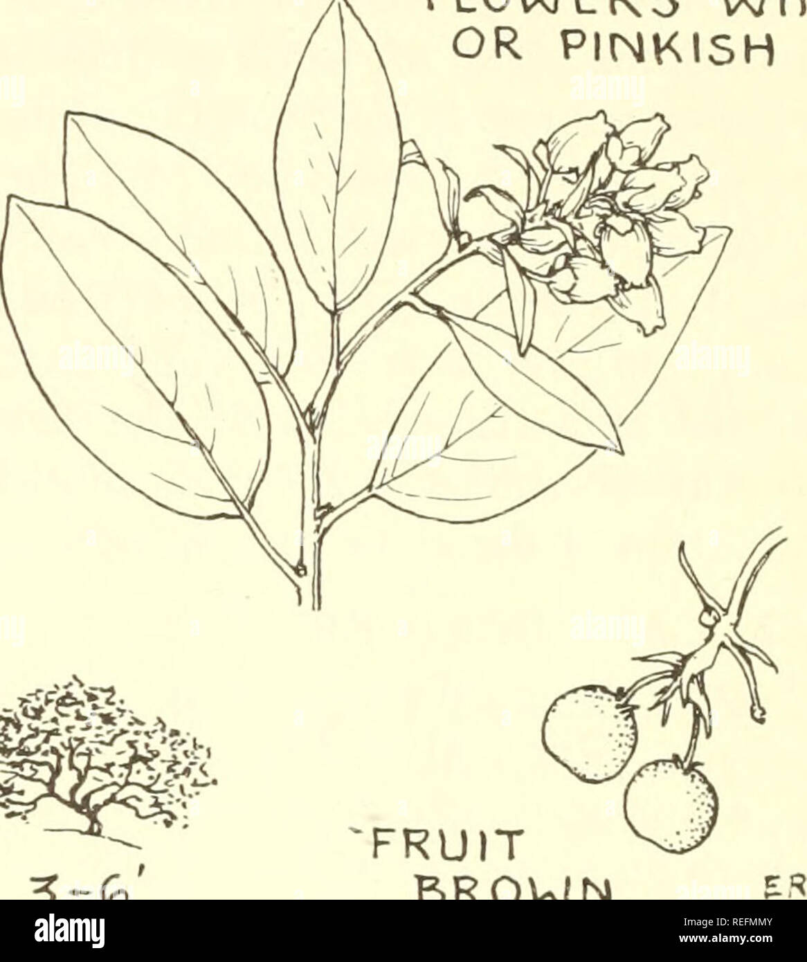 Common manzanita leaves hires stock photography and images Alamy