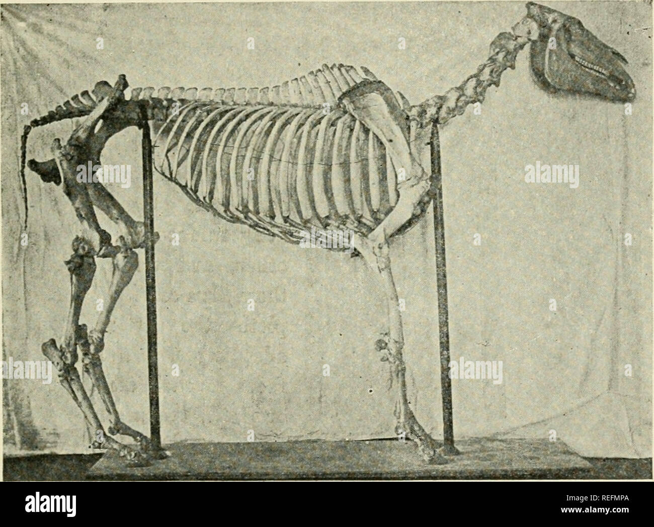 common-diseases-of-farm-animals-veterinary-medicine-chapter-xiii