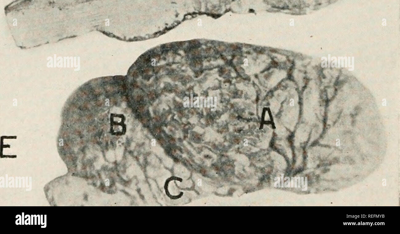 common-diseases-of-farm-animals-veterinary-medicine-fio-25
