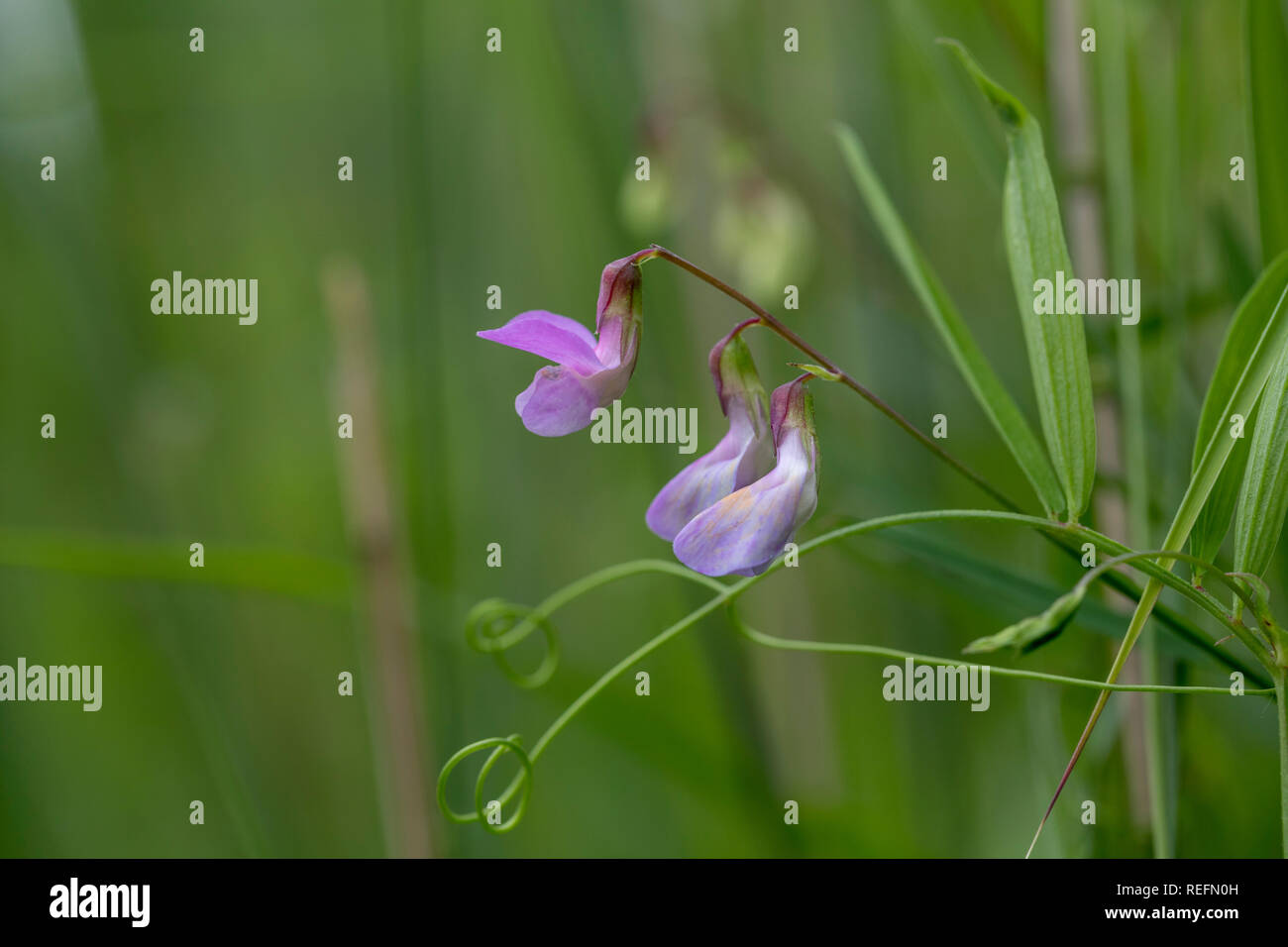 Marsh Pea; Lathyrus palustris; Flowering; Cambridgeshire; UK Stock Photo