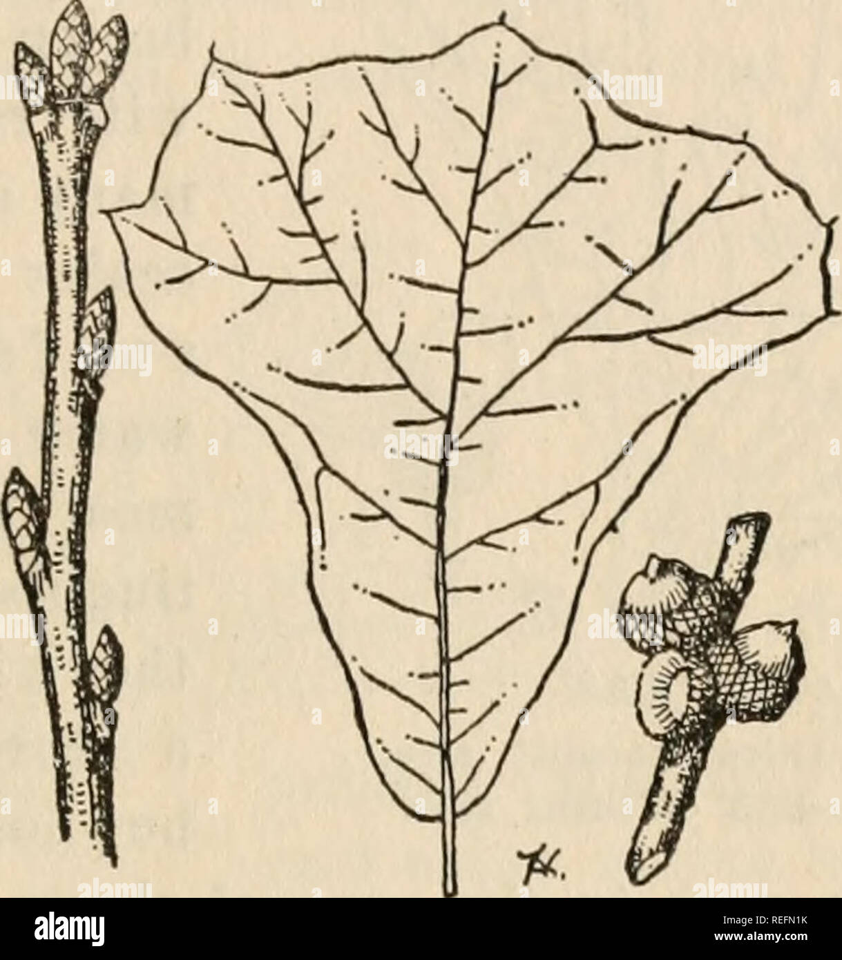 Live oak latin name