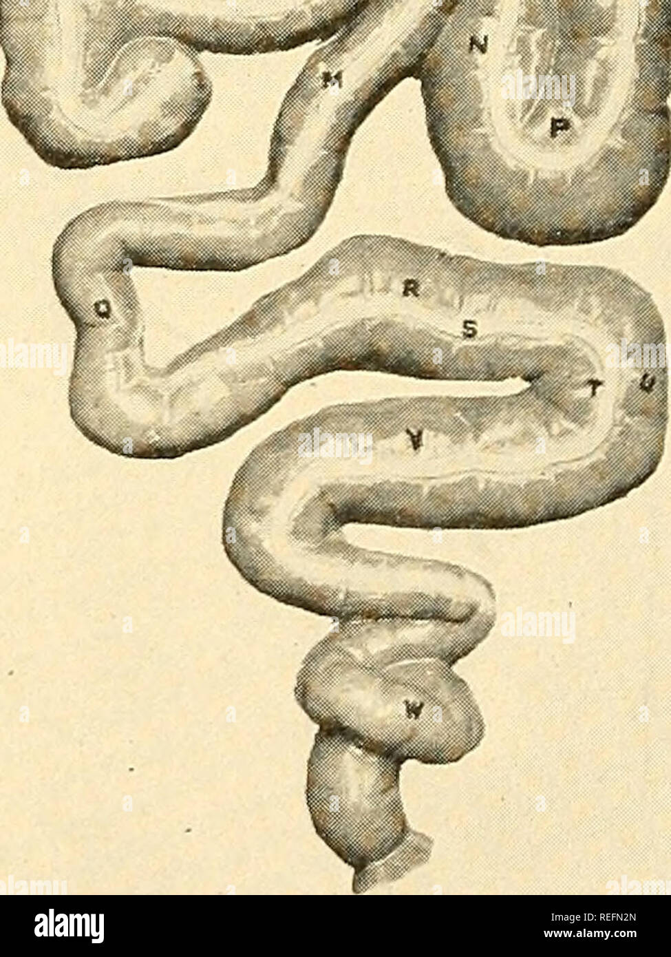 common-diseases-of-farm-animals-veterinary-medicine-general
