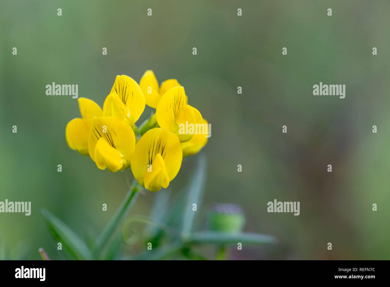 Meadow Vetchling; Lathyrus pratensis; Flower; Cornwall; UK Stock Photo